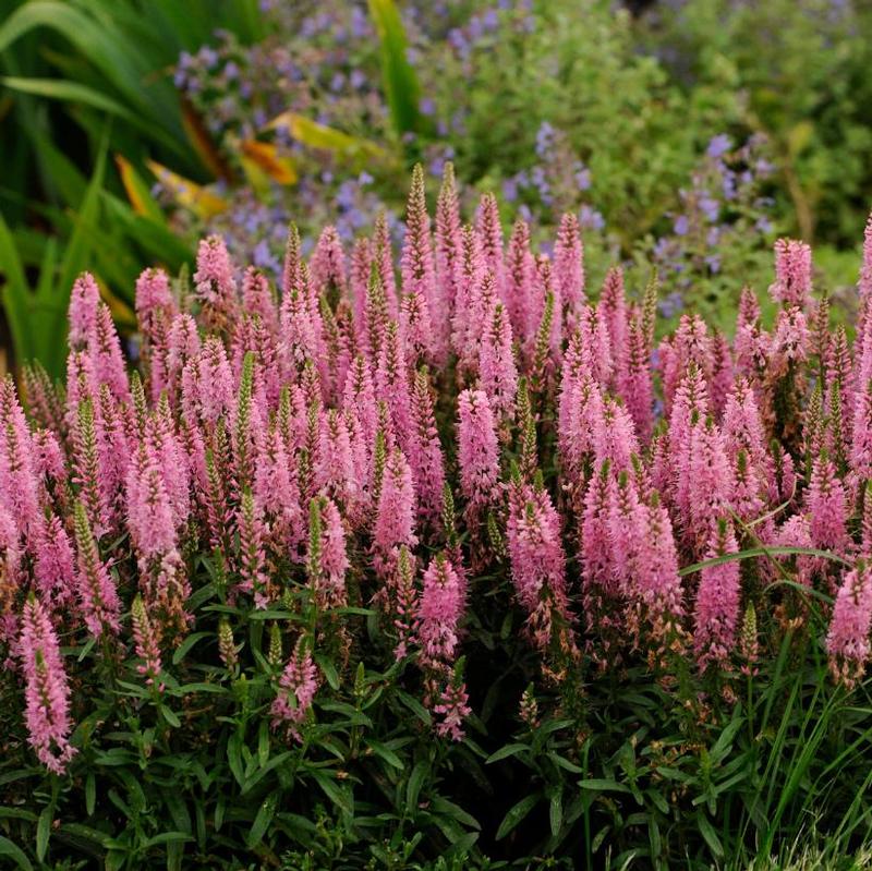 Veronica spicata Giles van Hees