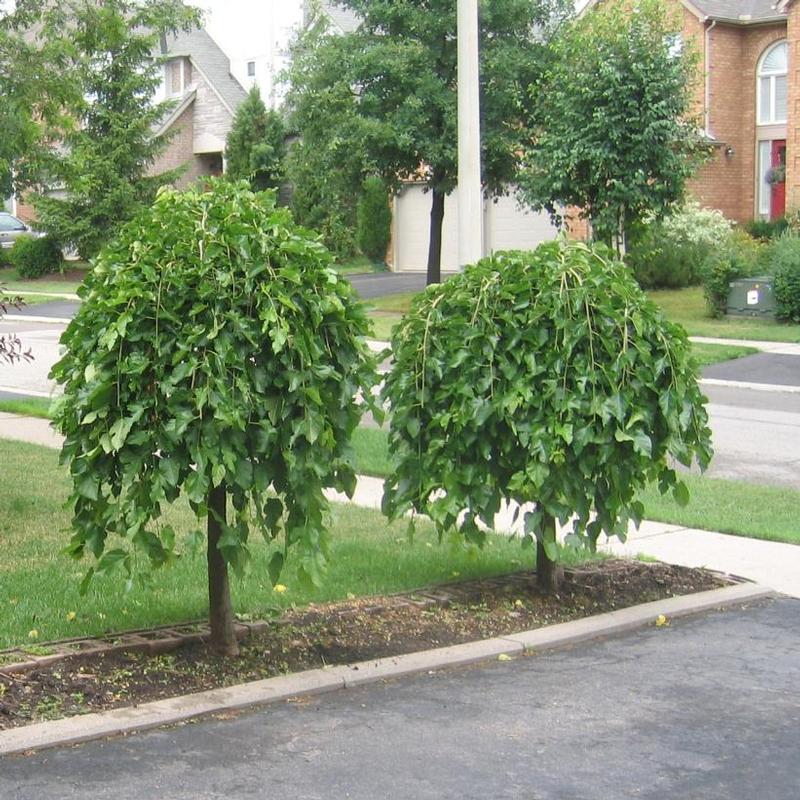 Morus alba Pendula (non fruiting)
