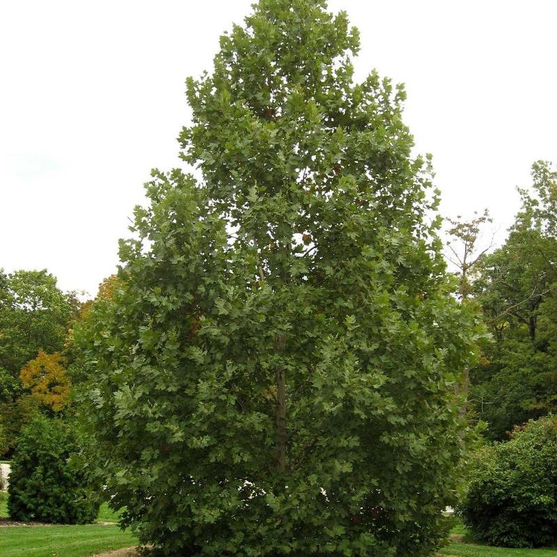 Platanus x acerifolia Morton Circle