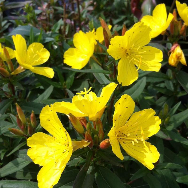Oenothera fruticosa ssp. glauca 
