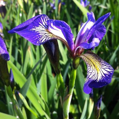 Iris versicolor 