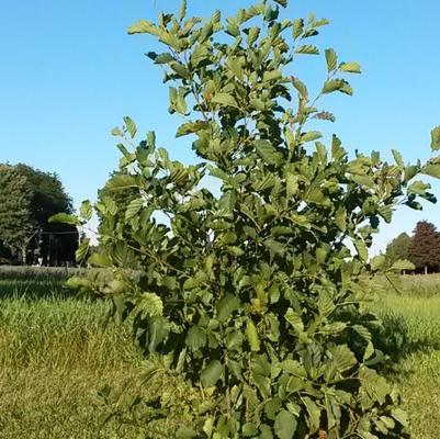 Alnus rugosa 