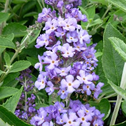 Buddleia Podaras #8