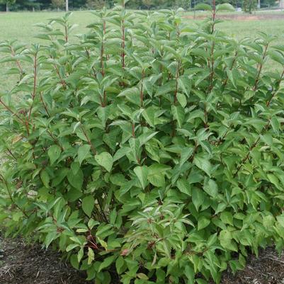 Cornus sericea Farrow