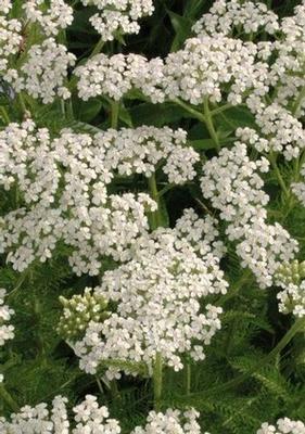 Achillea millefolium 