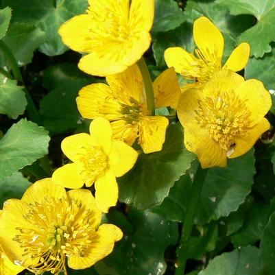 Caltha palustris 