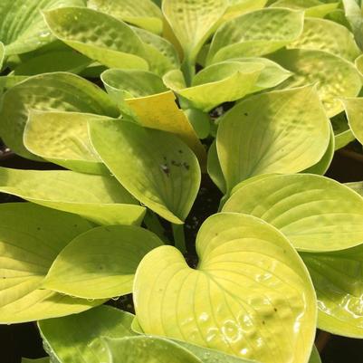 Hosta Maui Buttercups