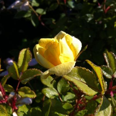 Rosa RADsunny