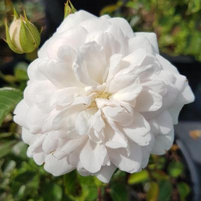 Rosa KORstarnow
