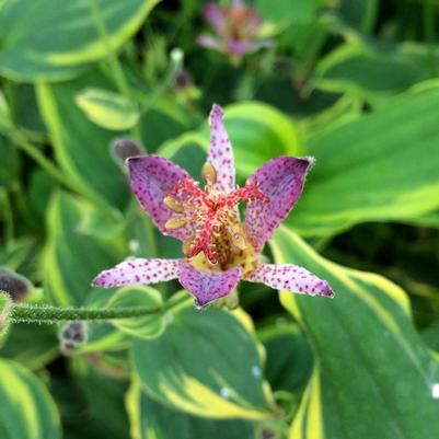 Tricyrtis formosana Autumn Glow