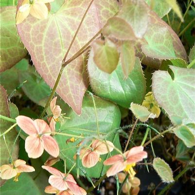 Epimedium x cantabrigiense 