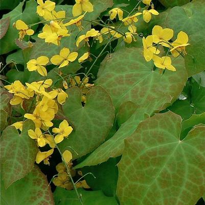 Epimedium x perralchicum Frohnleiten