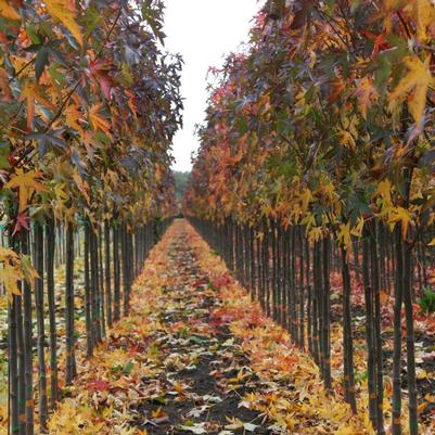 Liquidambar styraciflua Worplesdon