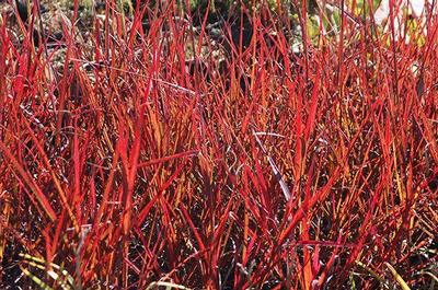 Andropogon gerardii Red October