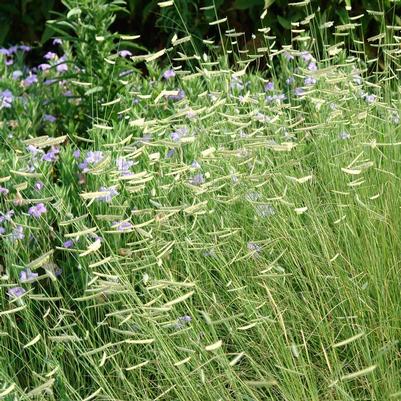 Bouteloua gracilis Blonde Ambition