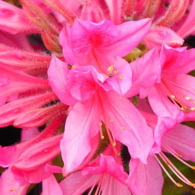 Azalea Rosy Lights