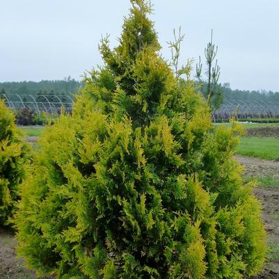 Thuja occidentalis Sunkist
