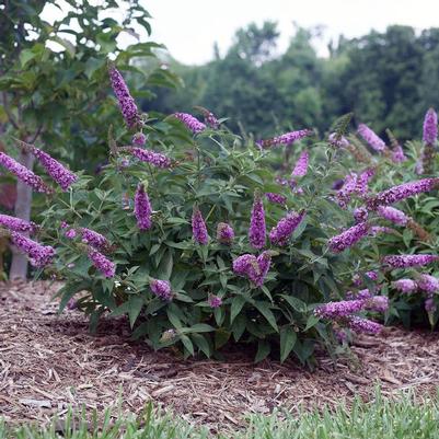 Buddleia x Pink Micro Chip