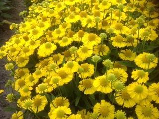 Helenium autumnale Sombrero