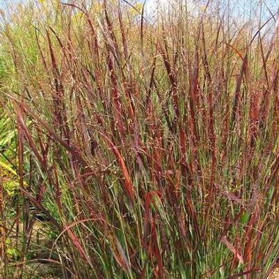 Panicum virgatum Blood Brothers