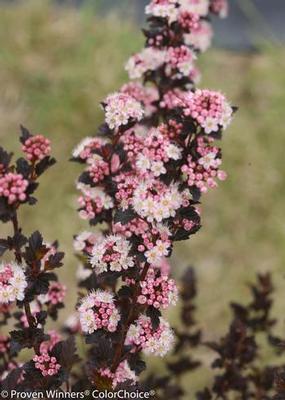 Physocarpus opulifolius SMPOTW