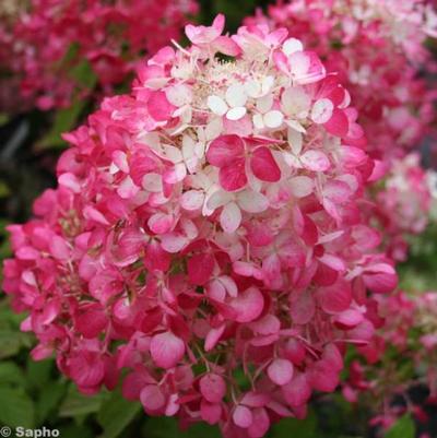 Hydrangea paniculata Rendia