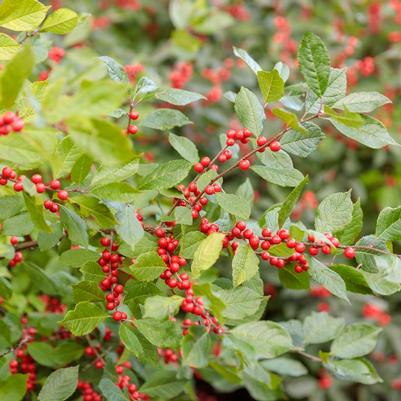 Ilex verticillata Spravy