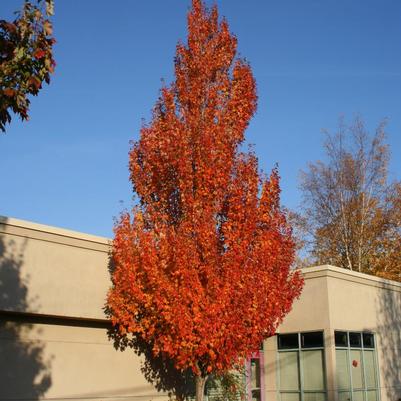 Acer rubrum Armstrong