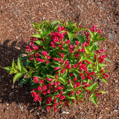 Weigela x Bloomin' Easy&reg; Slingco 1