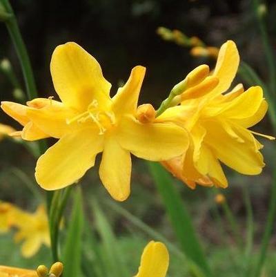 Crocosmia x Buttercup