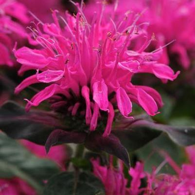 Monarda didyma Balbalmink