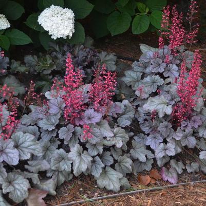 Heuchera x Silver Gumdrop