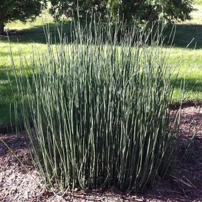 Equisetum hyemale 