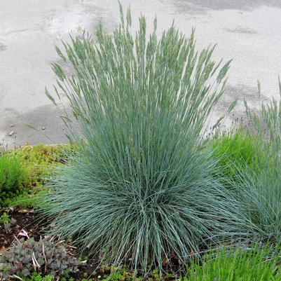 Festuca glauca Casca11 (Beyond Blue™ Fescue)