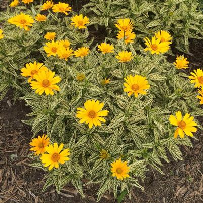 Heliopsis helianthoides Sunstruck