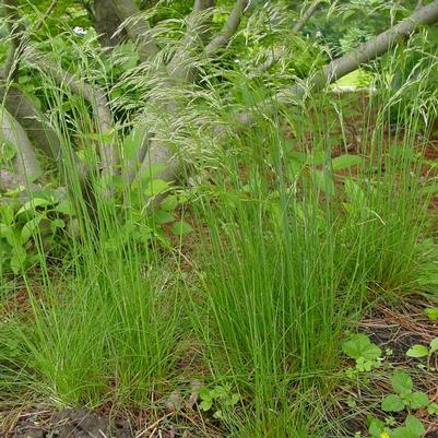 Deschampsia flexuosa 