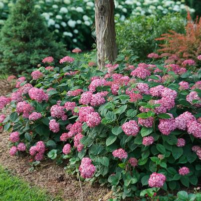 Hydrangea arborescens NCHA3