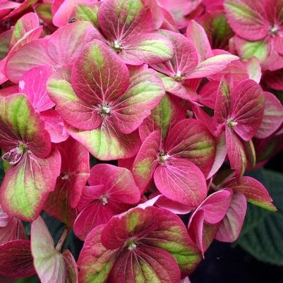 Hydrangea macrophylla QUFU