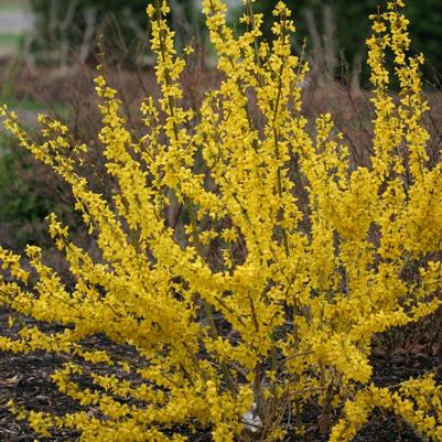 Forsythia x intermedia Minfor6