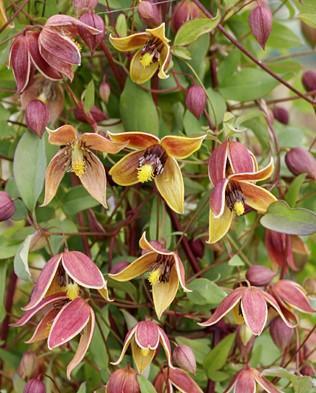 Clematis Engelina