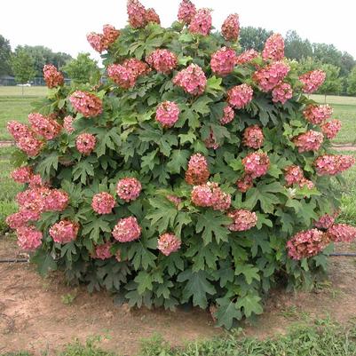 Hydrangea quercifolia Munchkin