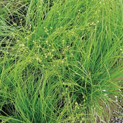 Carex rosea 