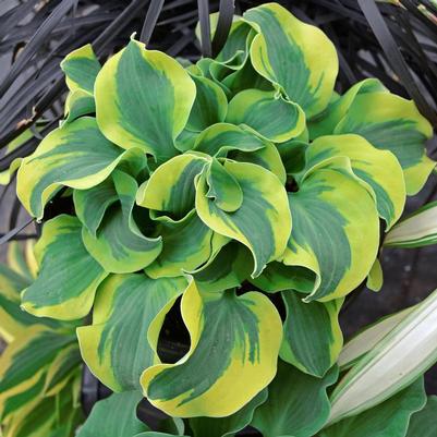Hosta School Mouse