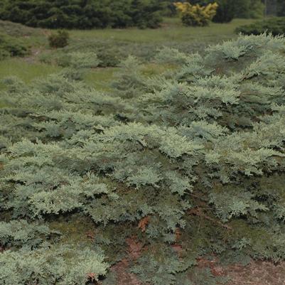 Juniperus virginiana Silver Spreader