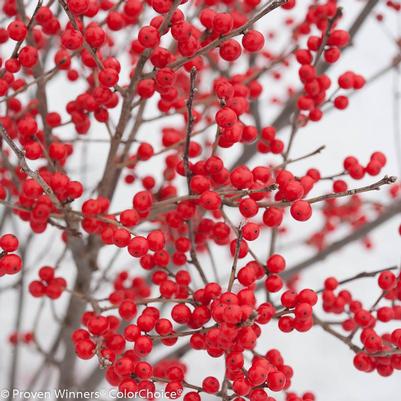 Ilex verticillata FarrowBPop