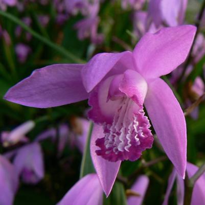 Bletilla striata 