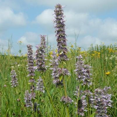 Agastache scrophulariaefolia 