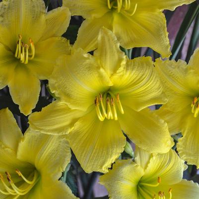 Hemerocallis Big Time Happy