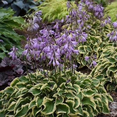 Hosta Wrinkle in Time
