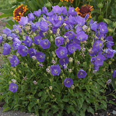 Campanula carpatica Pearl Deep Blue